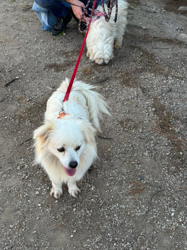 Cooki, un simil volpino allegro e giocherellone Foto 2